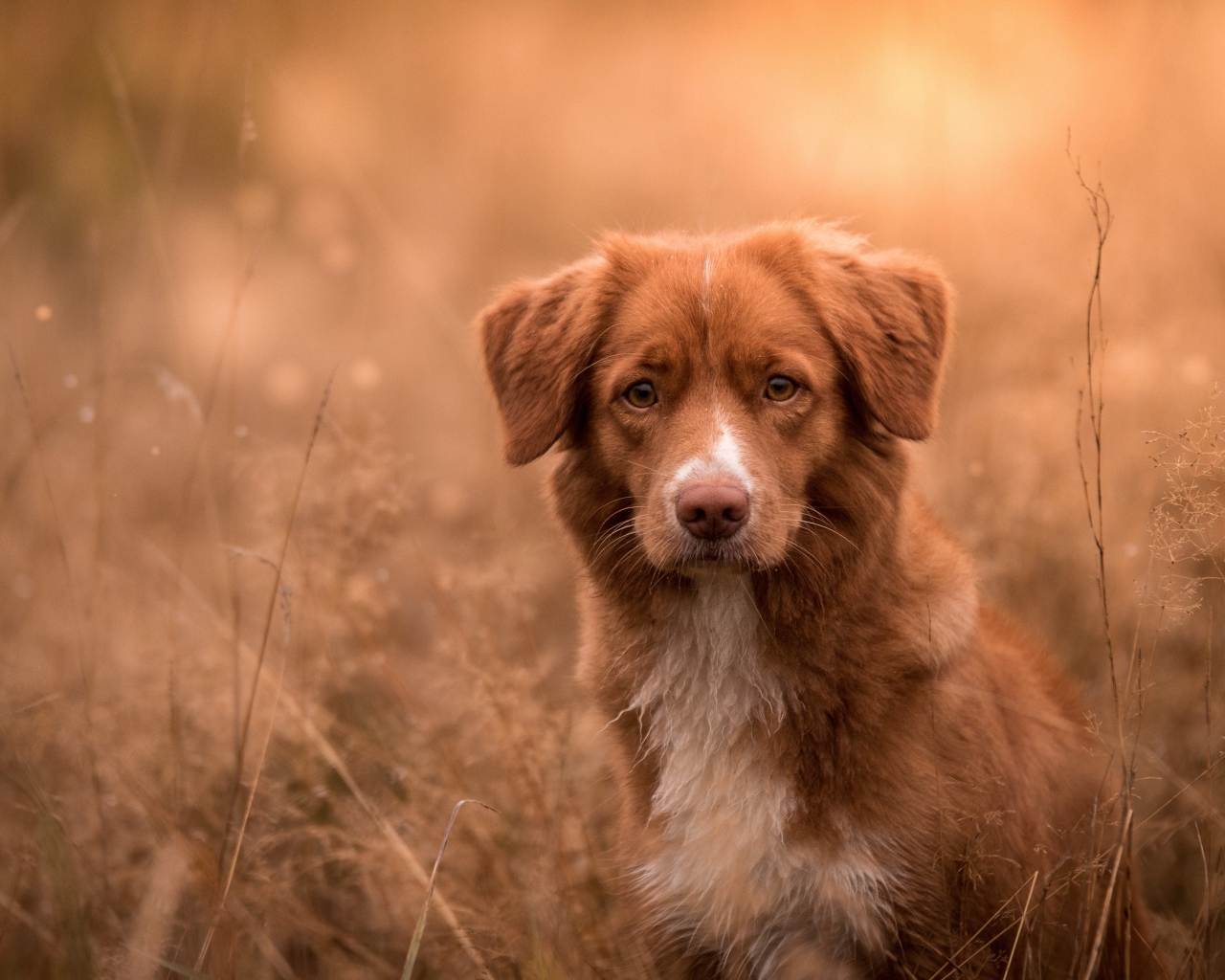 Рыжая собака сидит в траве