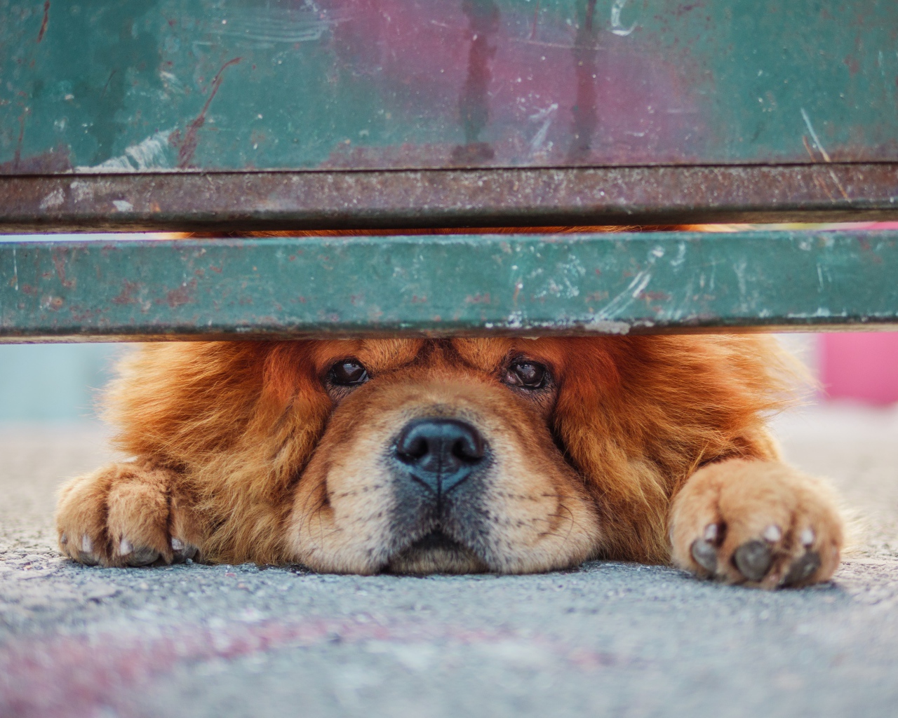 Рыжий породистый пес смотрит под забором