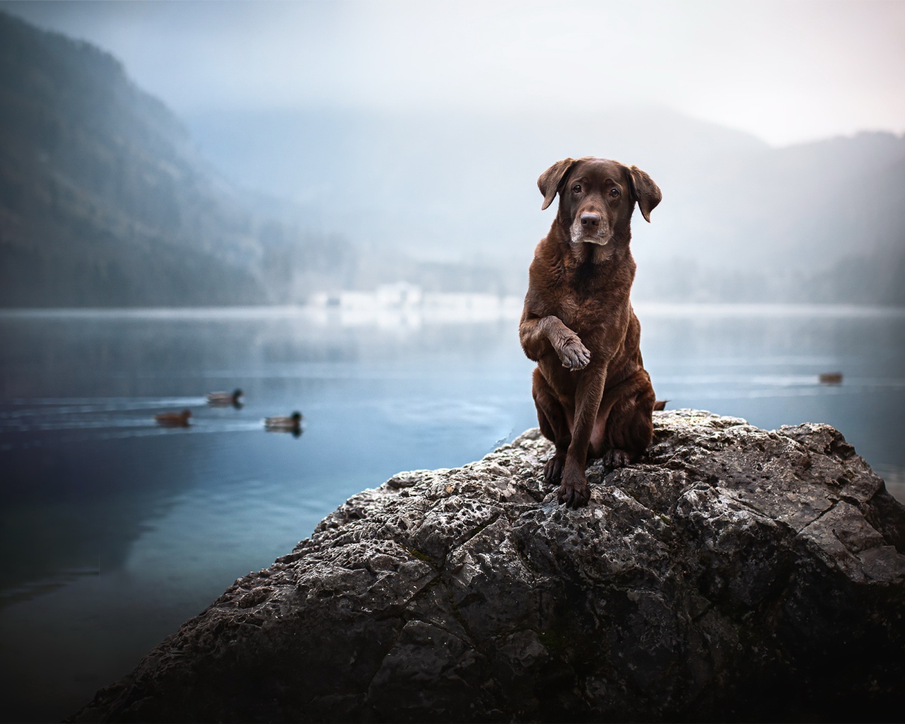 Sad brown dog sits on a stone by the water