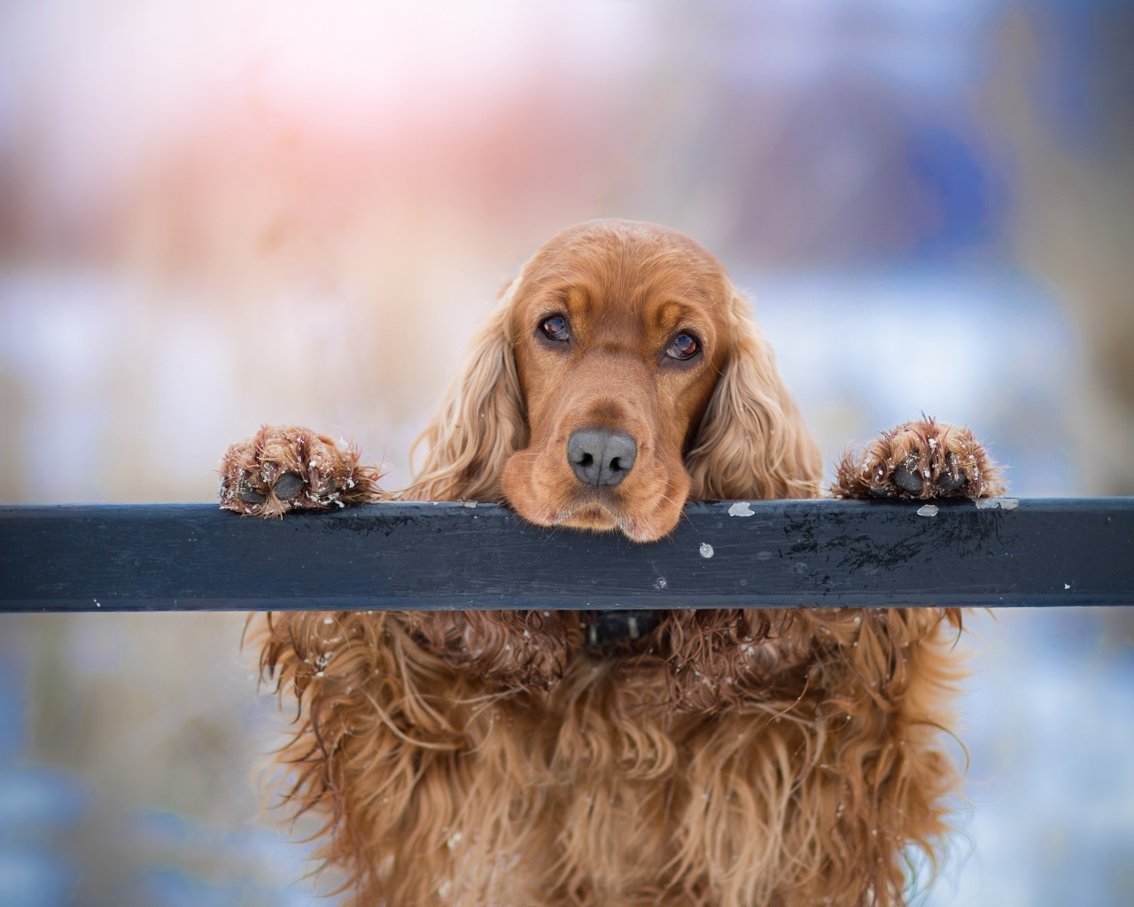 Sad brown spaniel at the fence