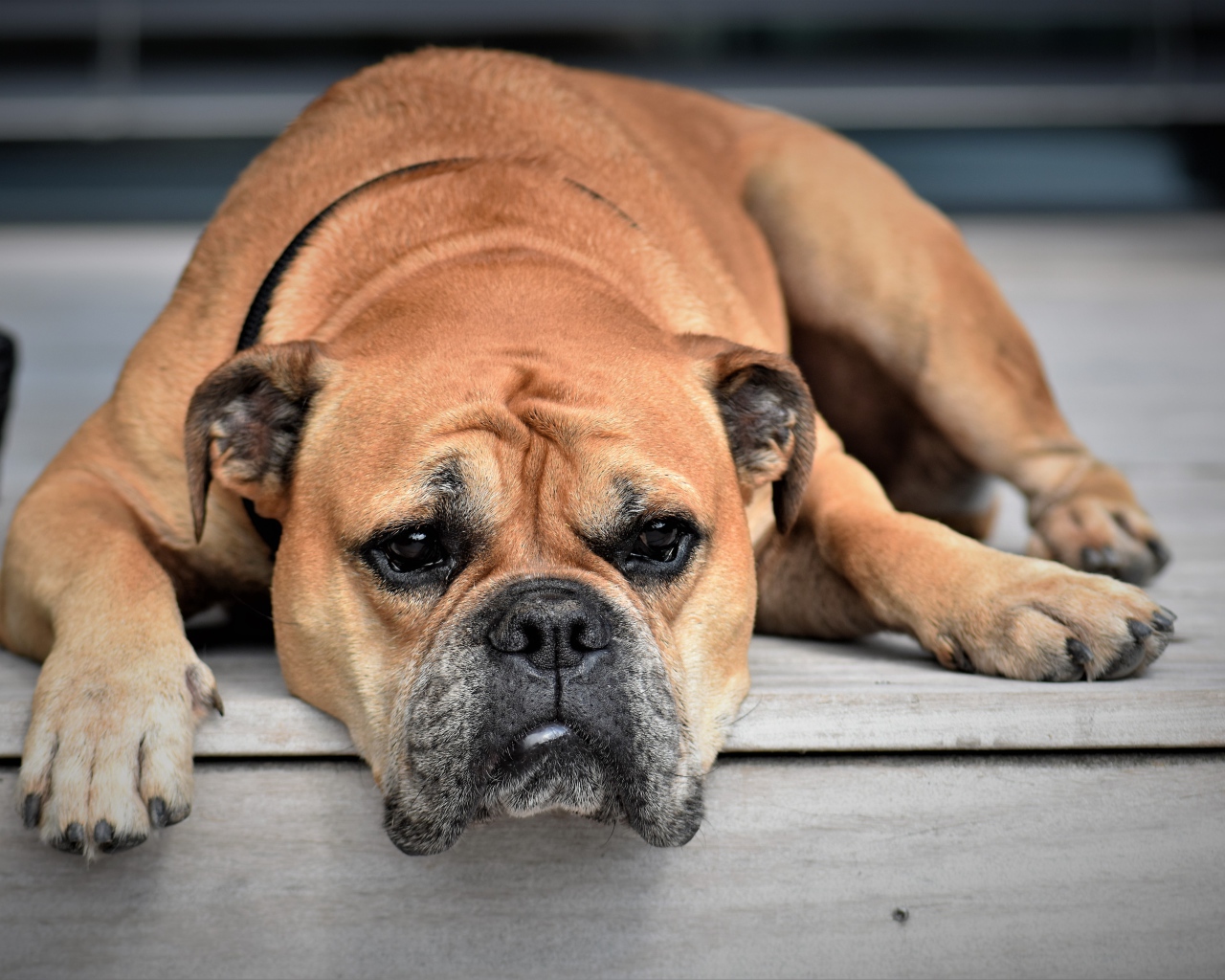 Грустный бульдог лежит на полу