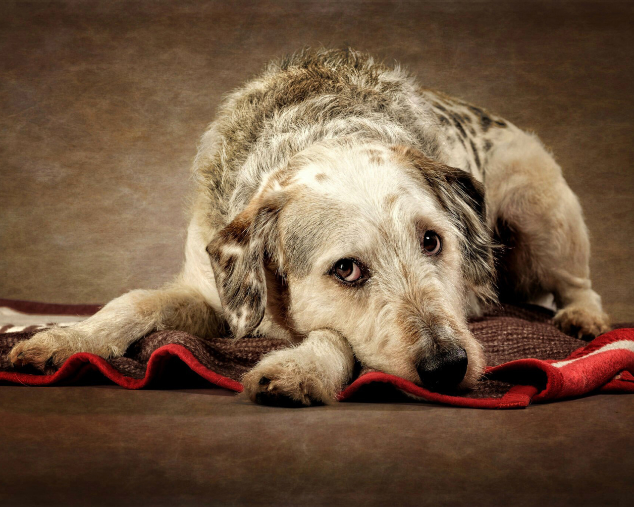 Грустный пес лежит на покрывале