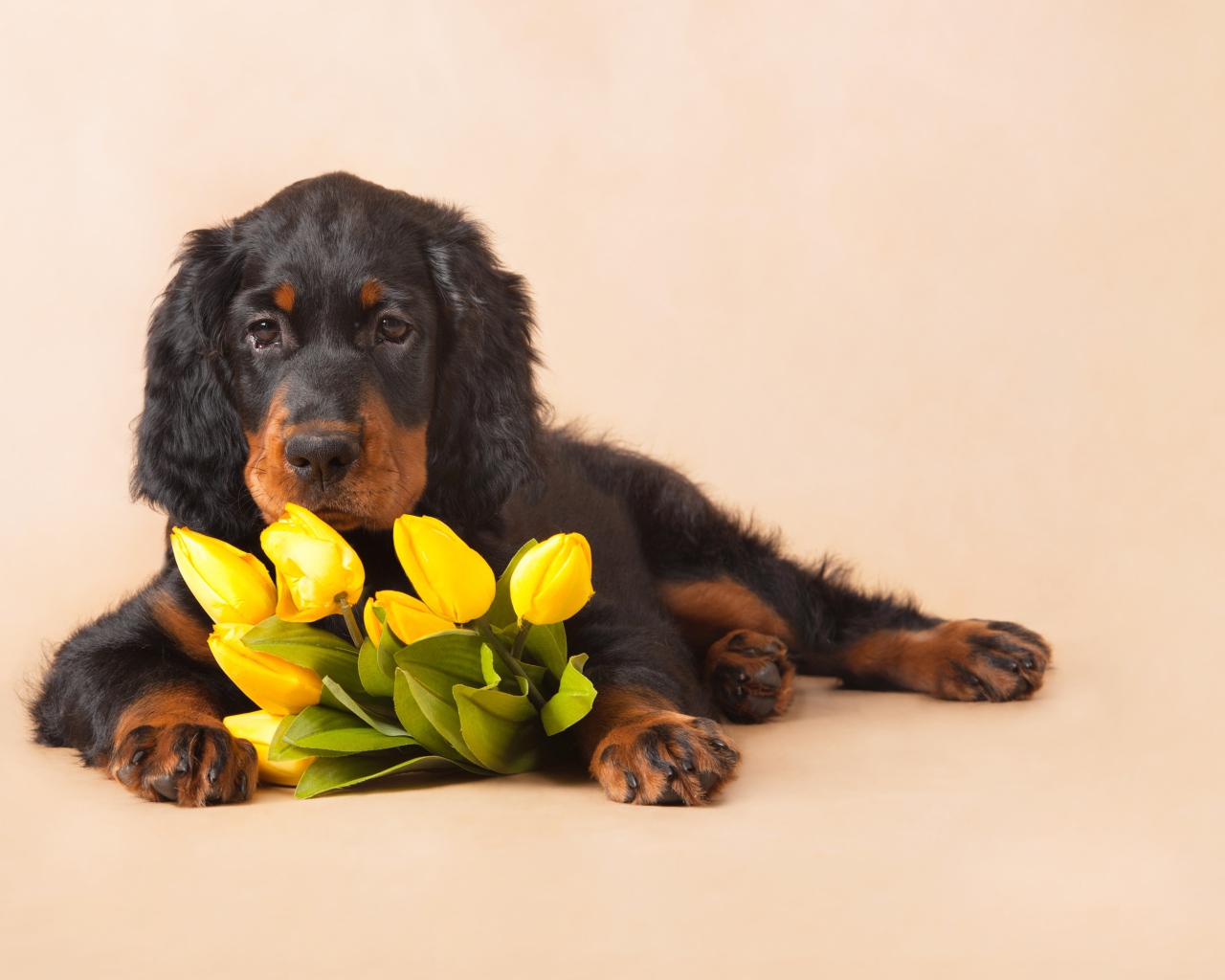 Грустный пес с букетом желтых тюльпанов