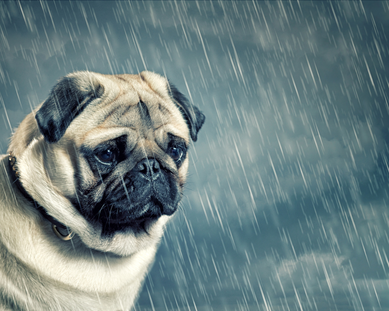 Грустный мопс под дождем