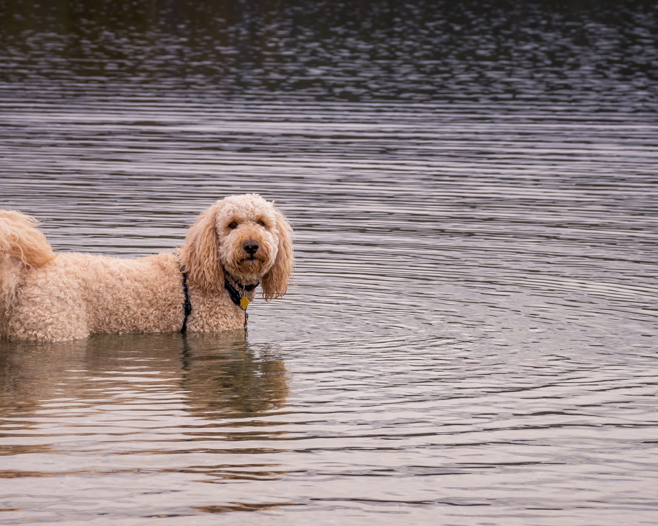 Shaggy dog standing in water