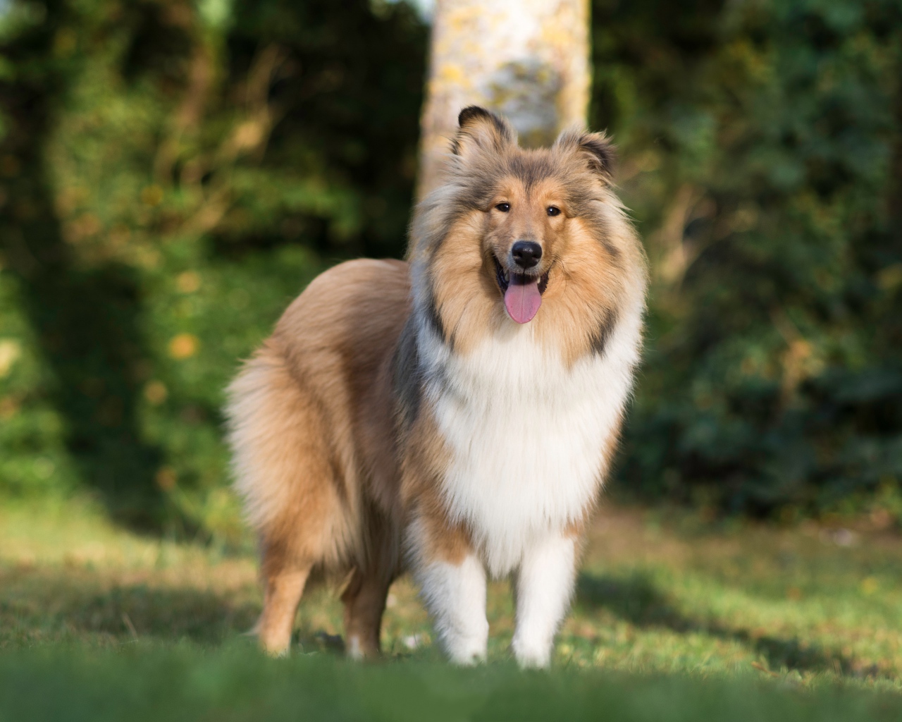 Собака породы шелти с высунутым языком