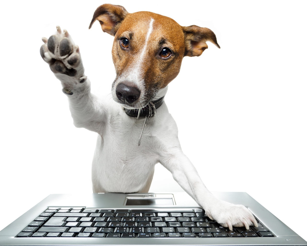 Умный пес в ошейнике за ноутбуком на белом фоне