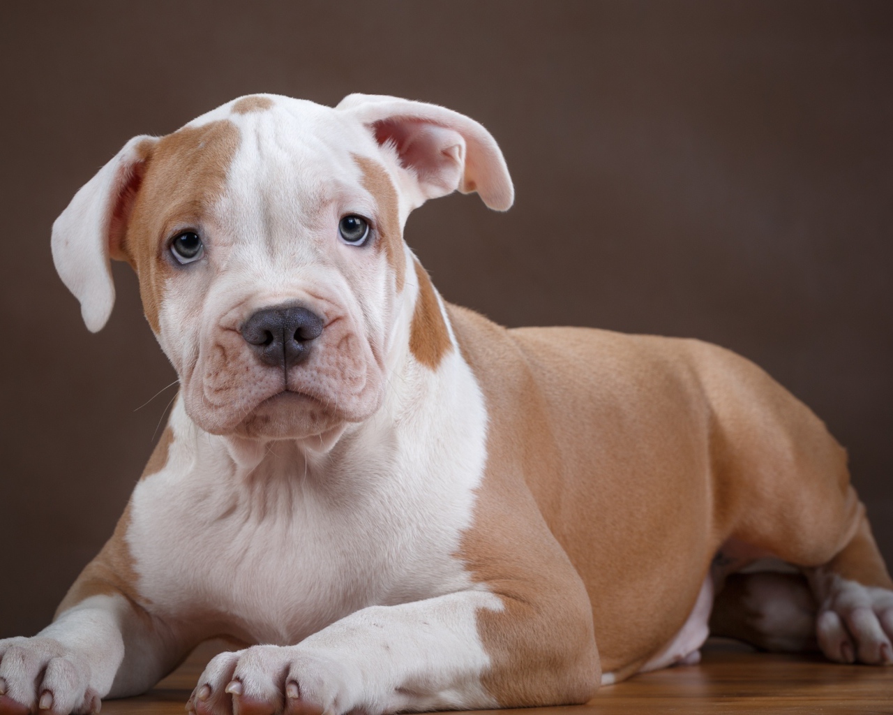 Щенок стаффа на деревянном полу