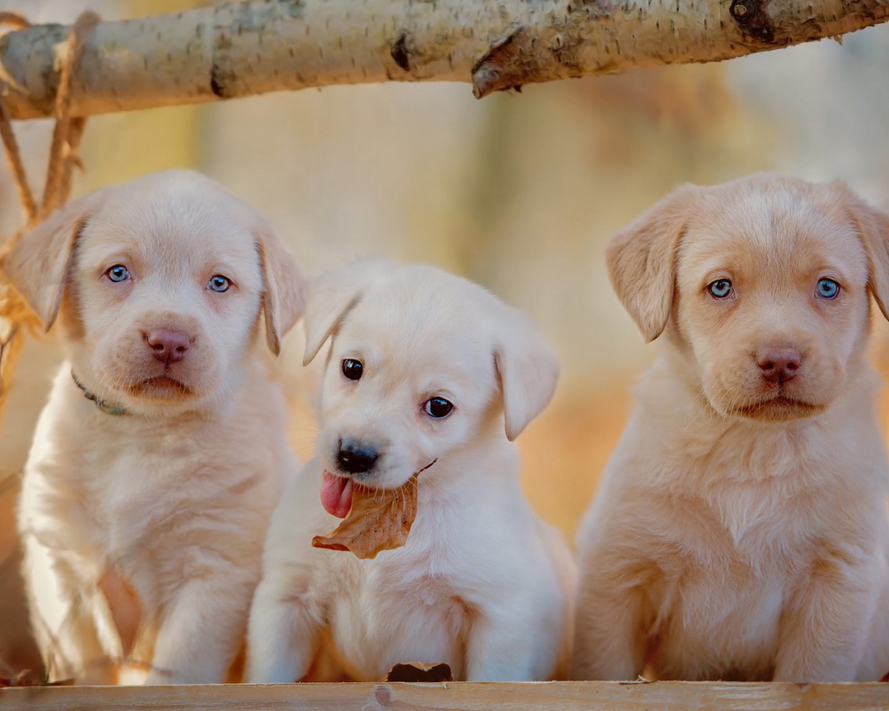Три маленьких щенка лабрадора осенью
