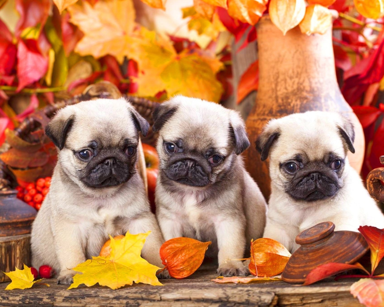 Три маленьких мопса сидят на фоне осенних листьев
