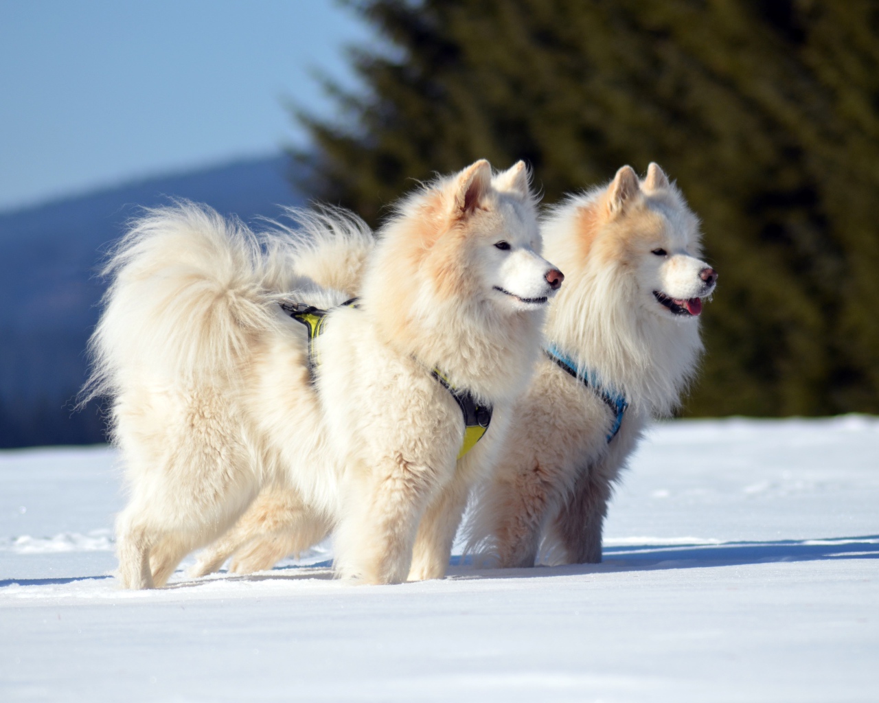 Две красивые пушистые белые Самоедские собаки на снегу