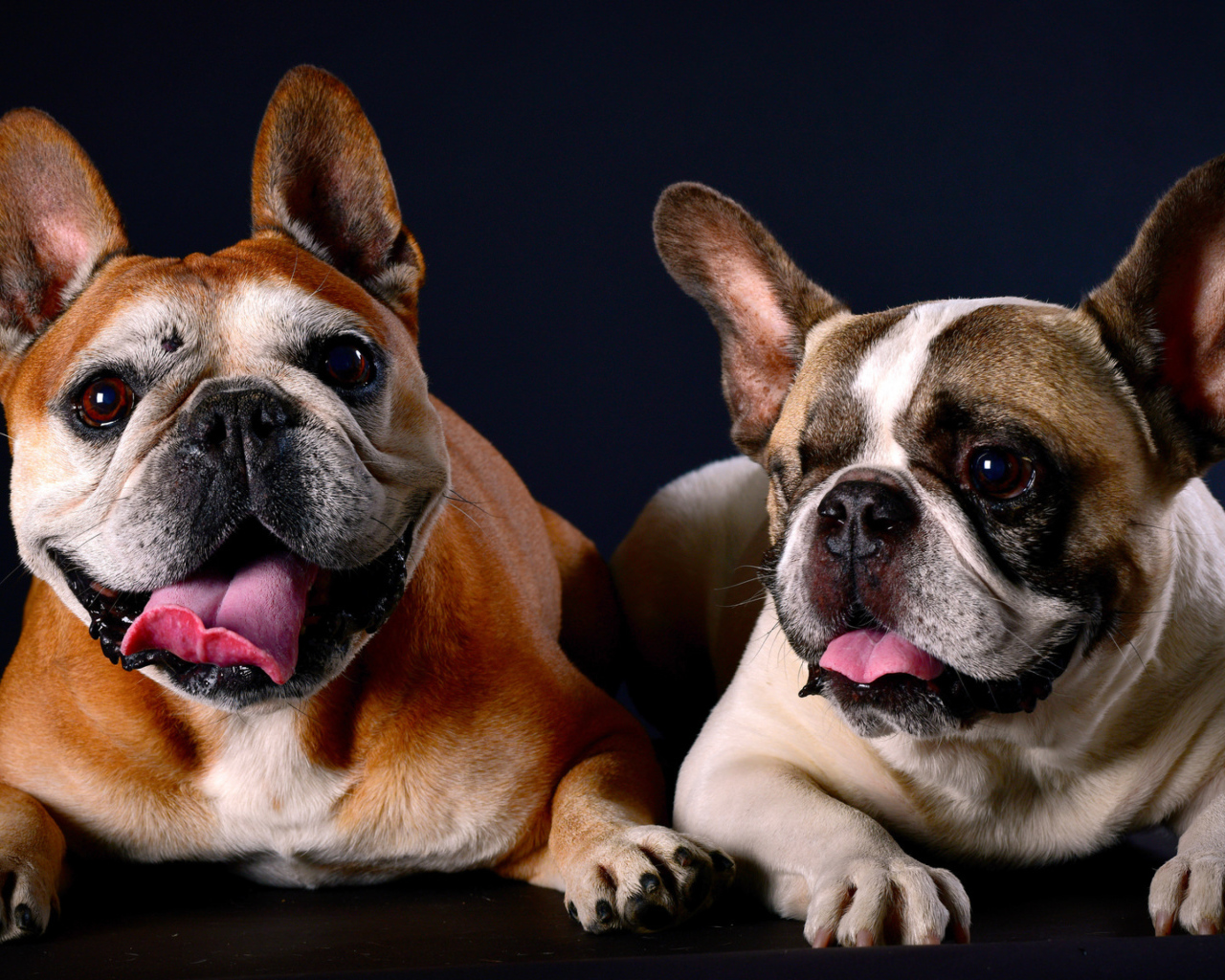 Два бульдога лежат на синем фоне