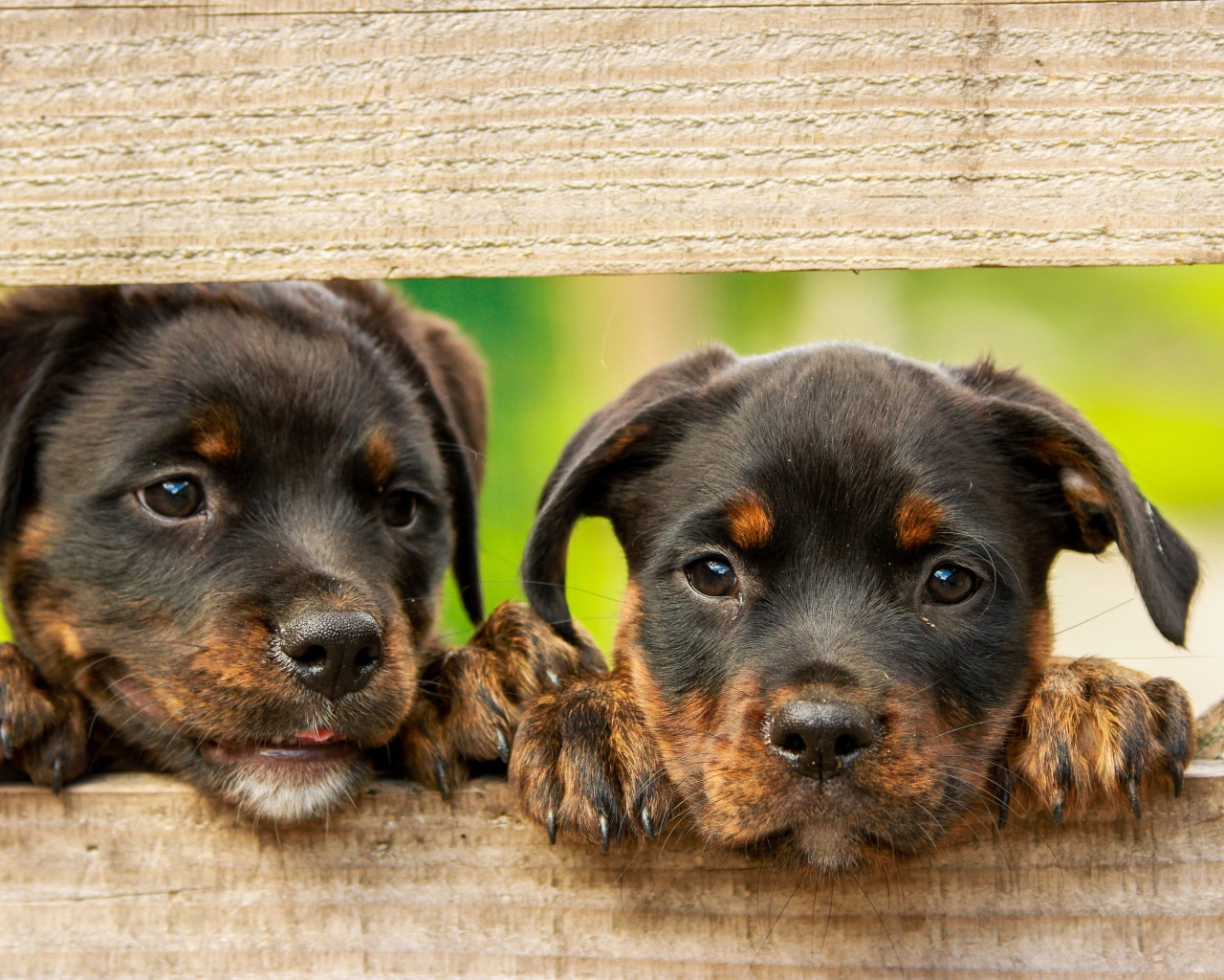 Two curious rottweiler puppies are watching the fence.