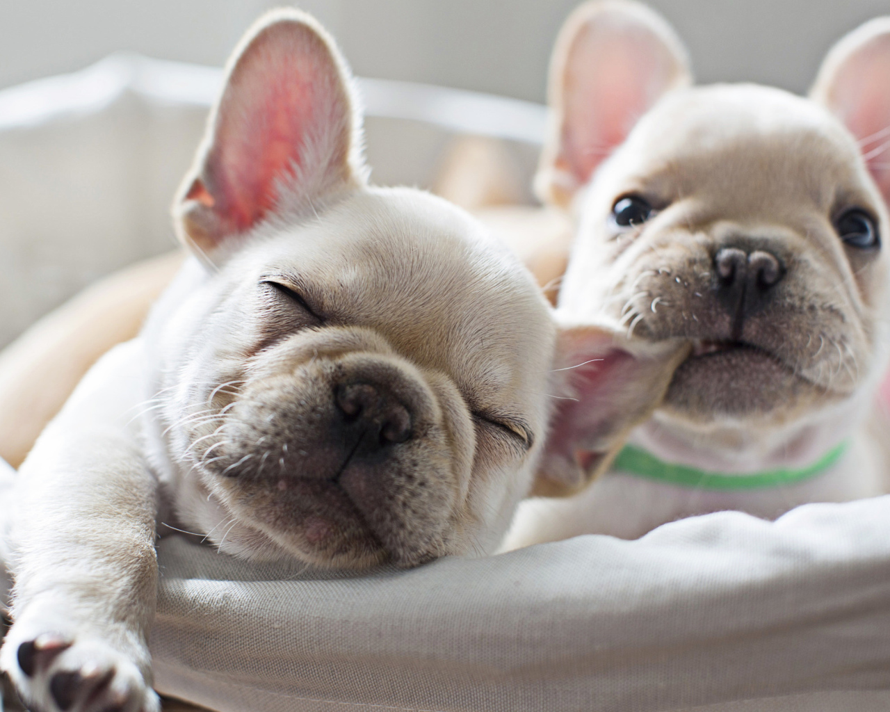 Two cute white french bulldog puppies