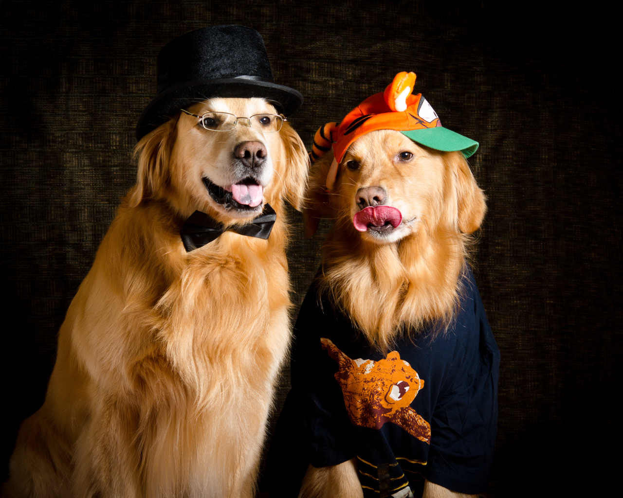 Two fashionable golden retrievers in suits