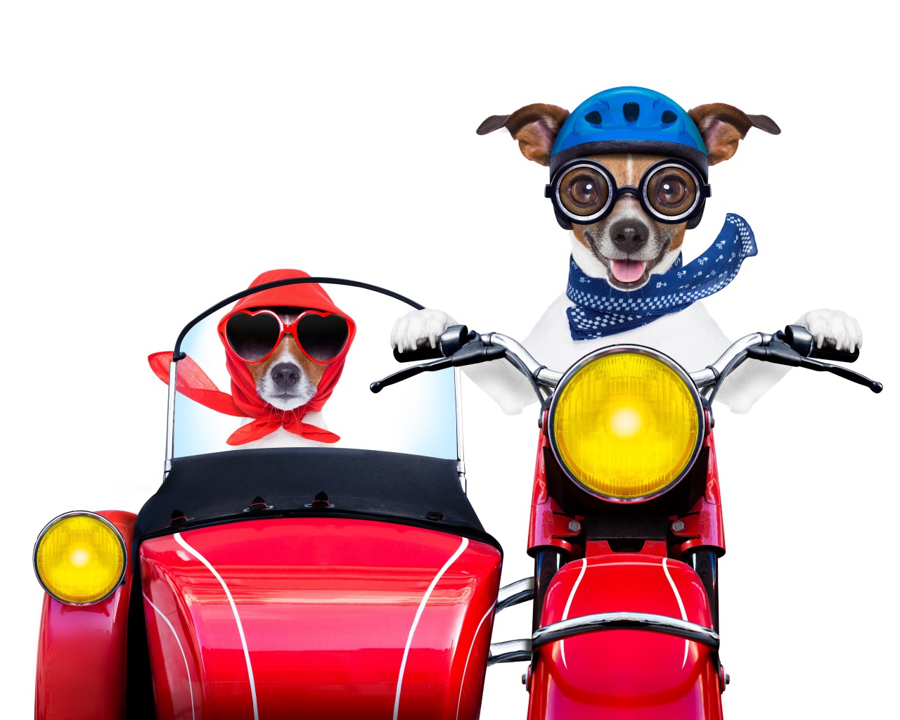 Две смешные собаки на мотоцикле на белом фоне