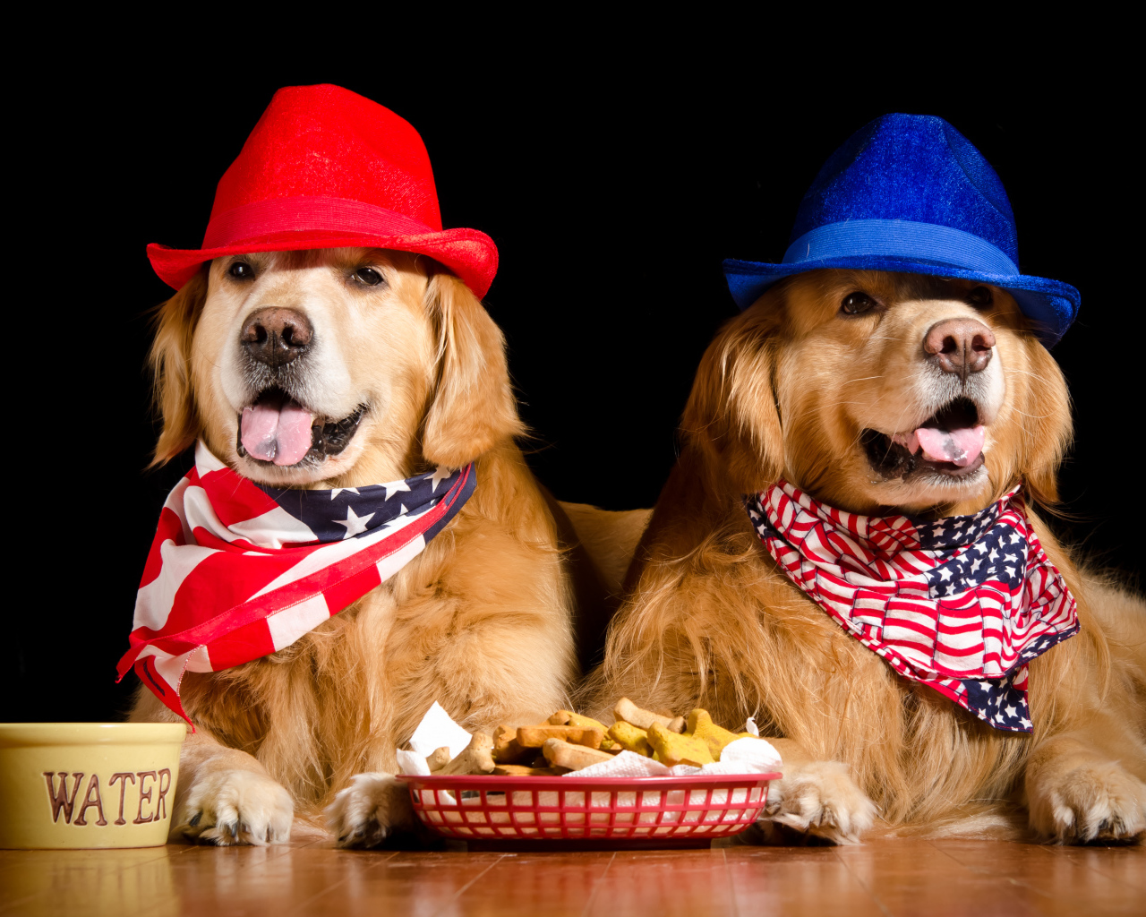 Two golden retriever in hats on a black background