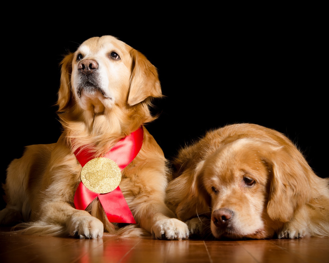 Two golden retriever on the floor on a black background