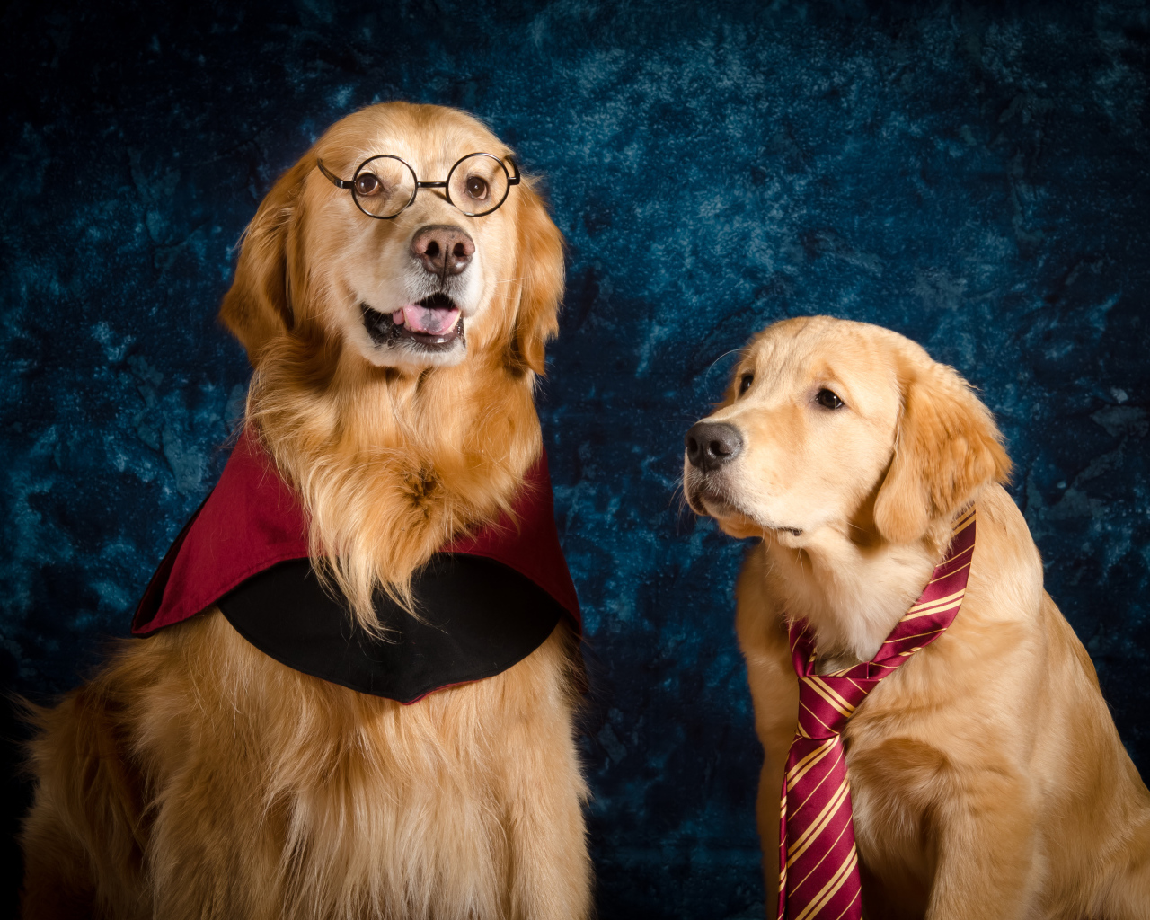 Два золотистых ретривера сидят на фоне синей стены 