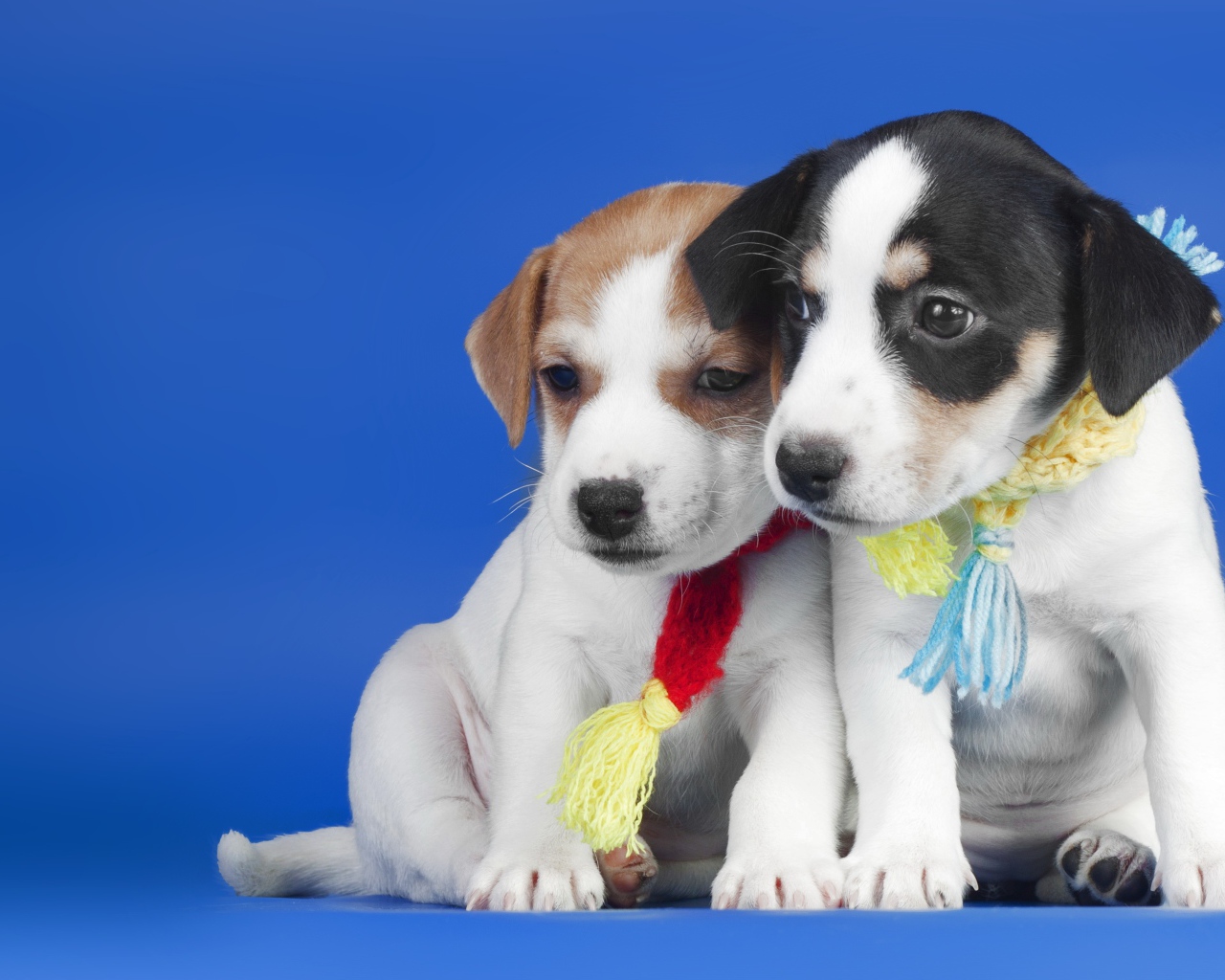 Два маленьких милых щенка на синем фоне