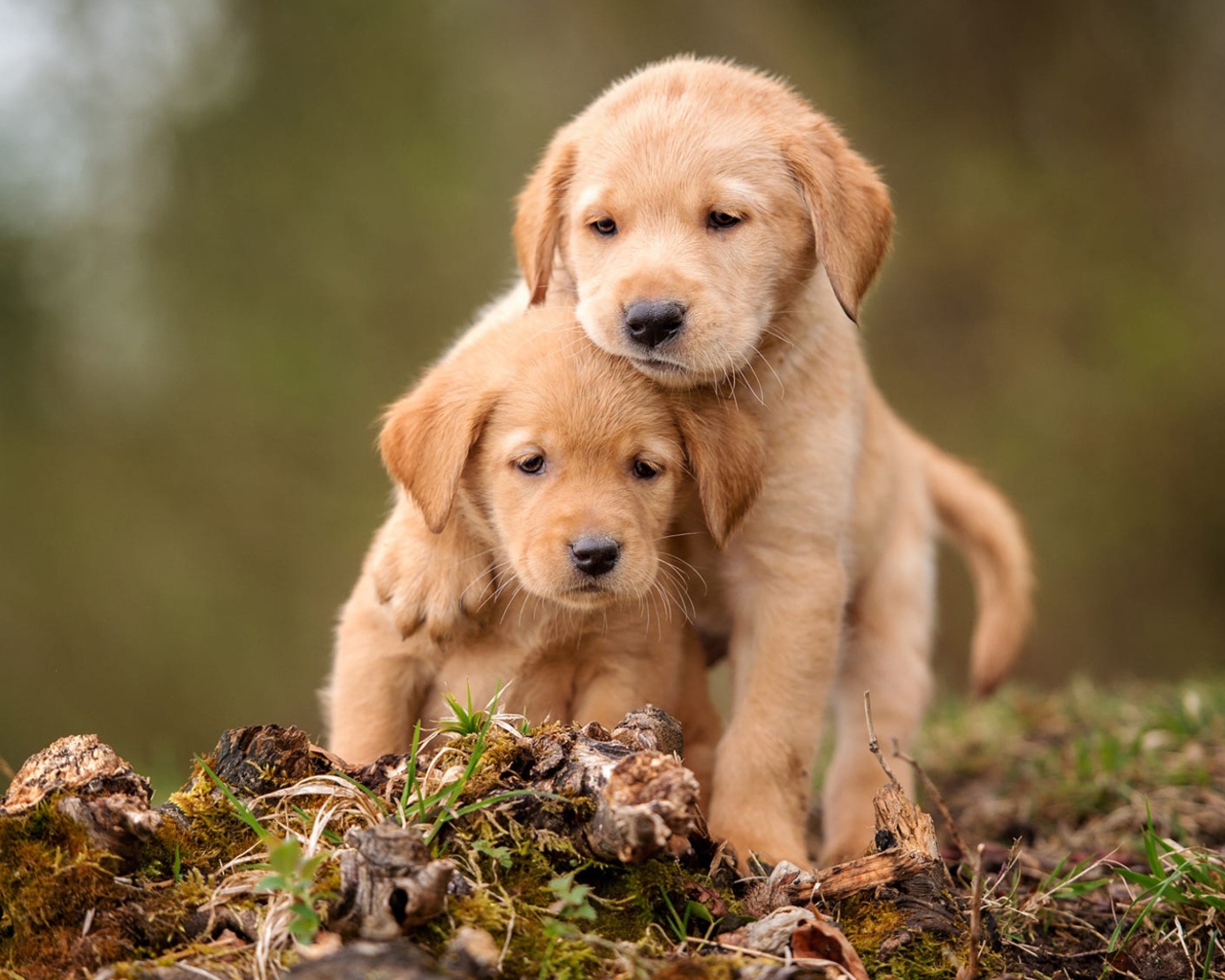 Два маленьких щенка золотистого ретривера сидят на земле 