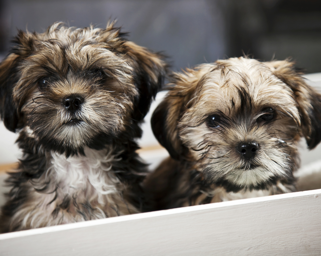 Два щенка шпица в коробке