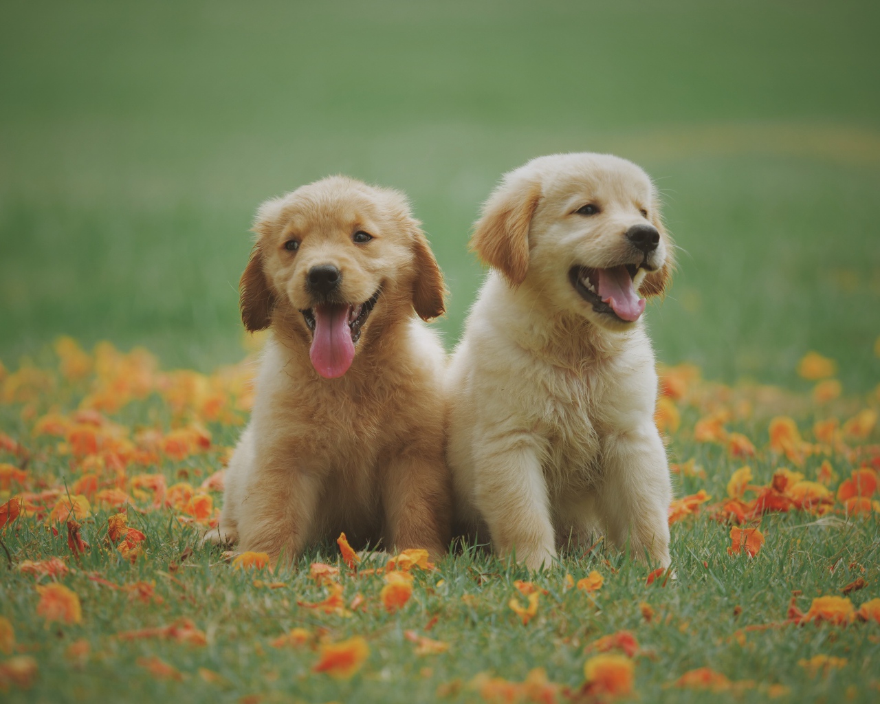 Two yellow puppies of a golden retriever sitting on the grass