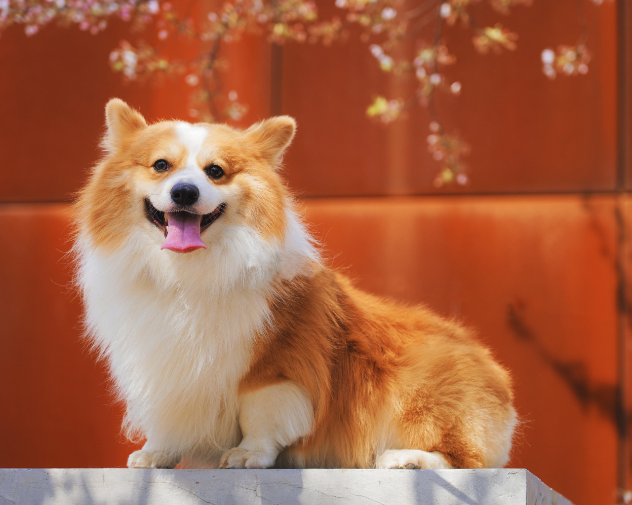 Собака породы вельш корги с высунутым языком