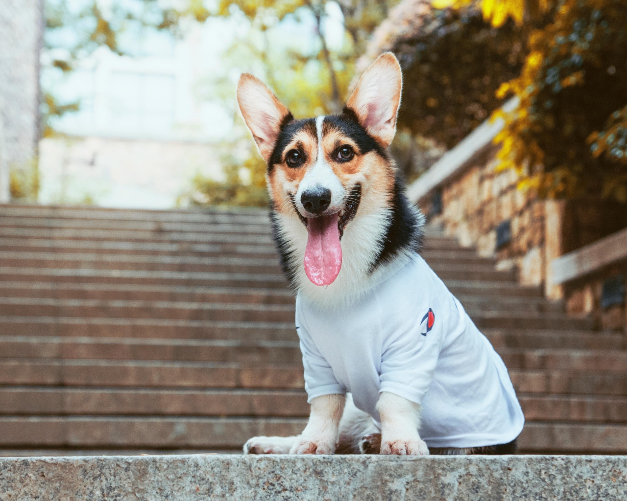 Вельш корги с высунутым языком сидит на ступеньках