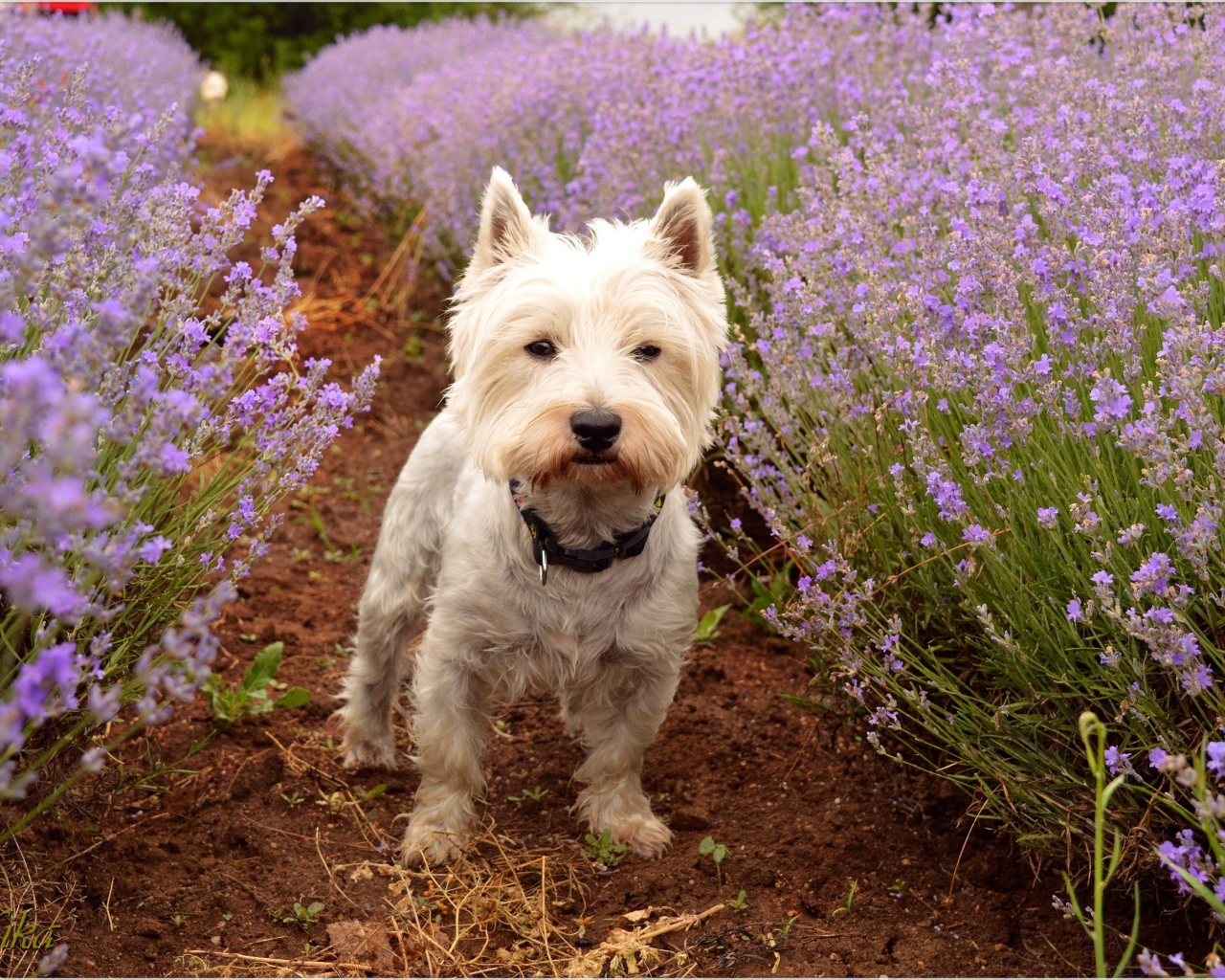 Вест хайленд уайт терьер стоит на дорожке у цветов лаванды