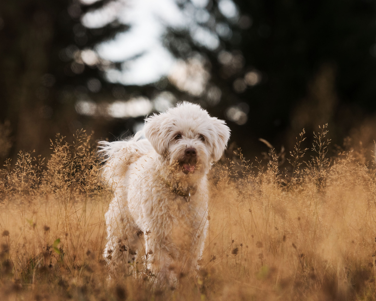 Белая пушистая породистая собака в траве