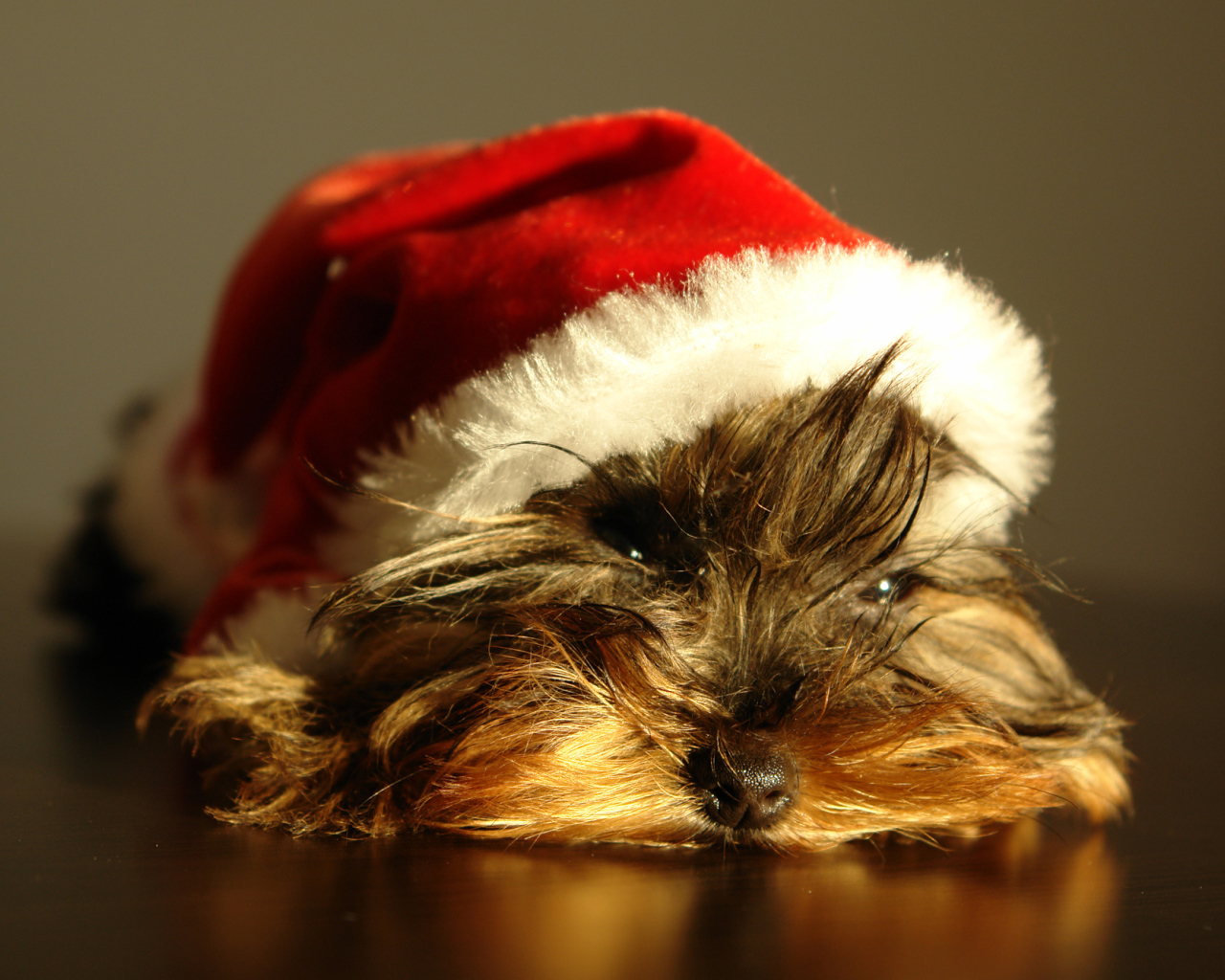 Йоркширский терьер в новогодней шапке 