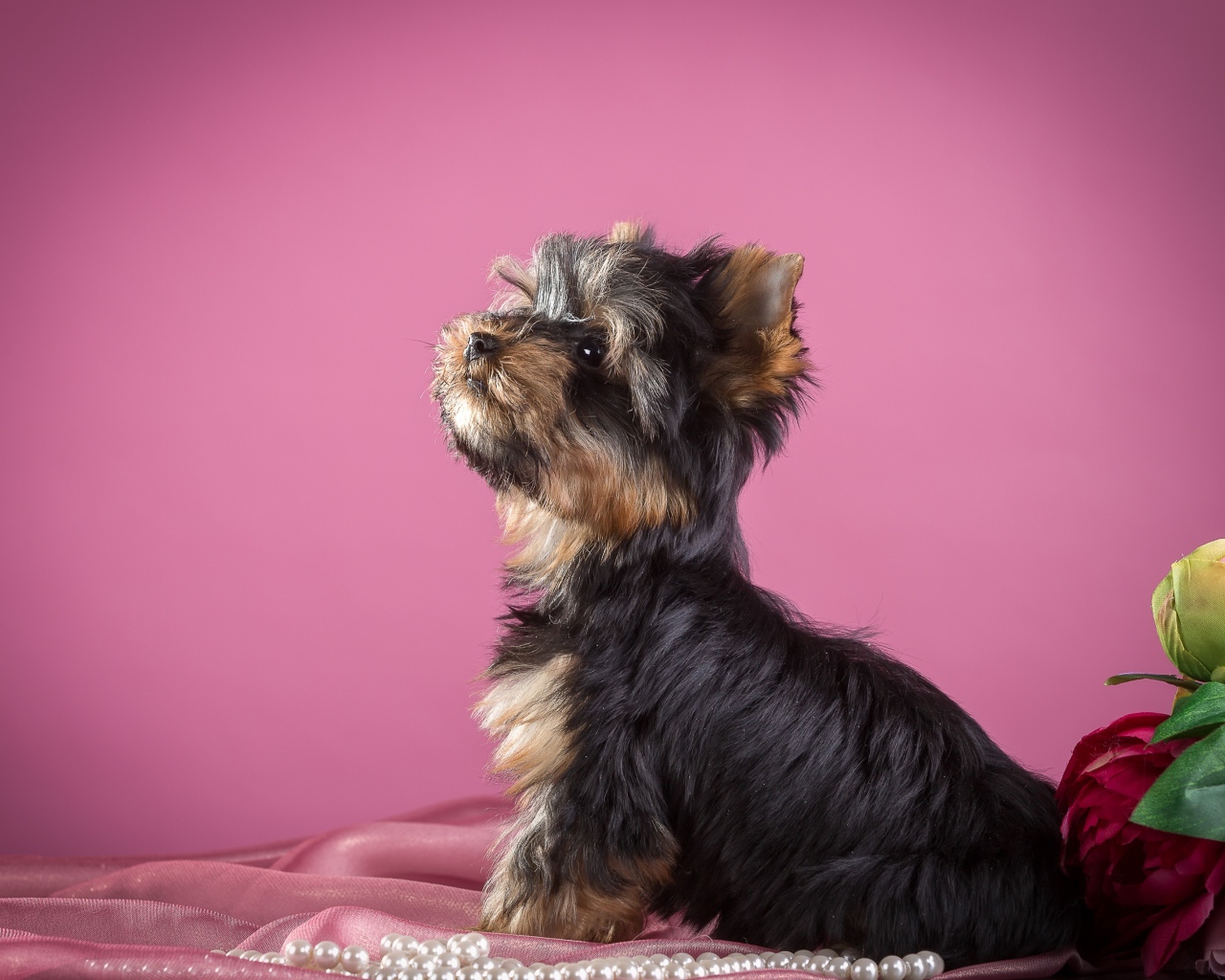 Yorkshire terrier sitting on a pink background with flowers and beads.