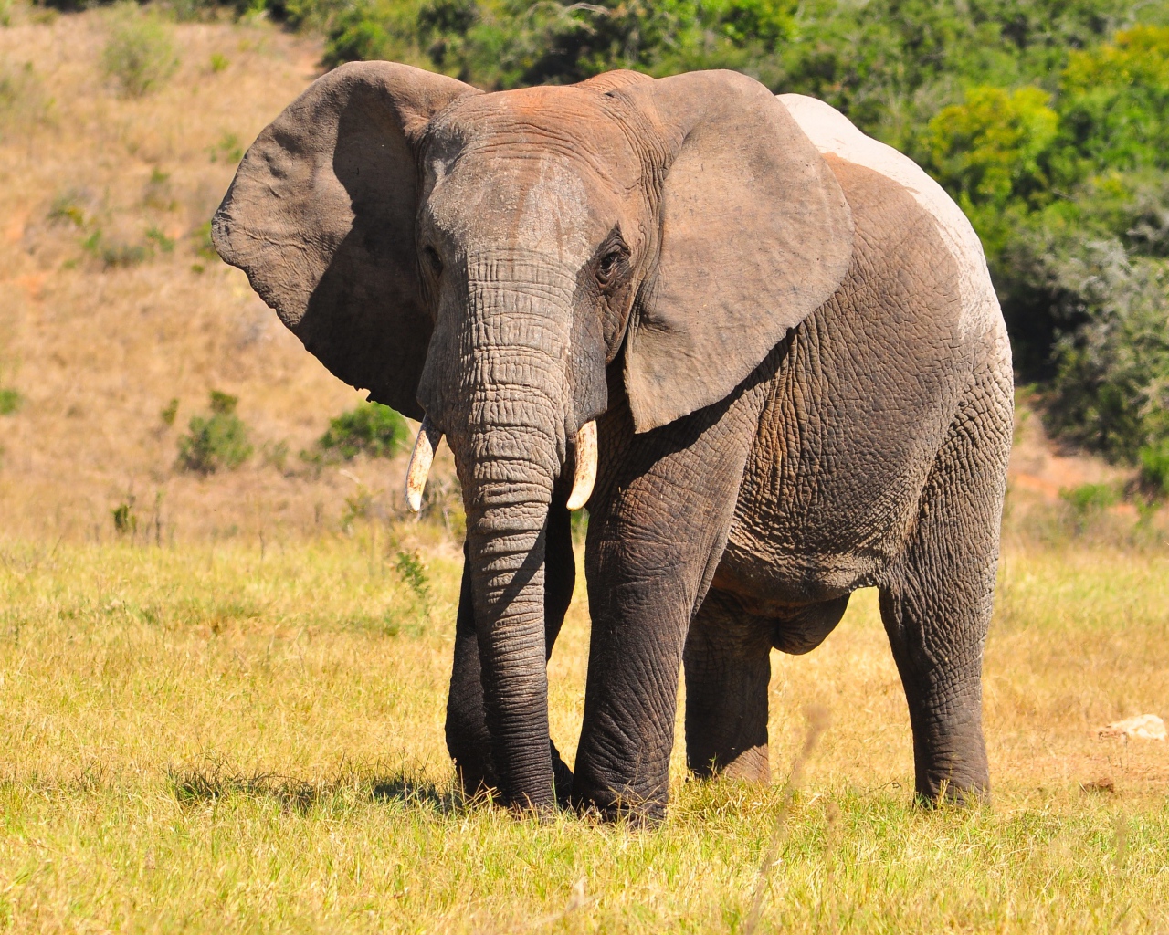 Большой серый кот идет по траве 