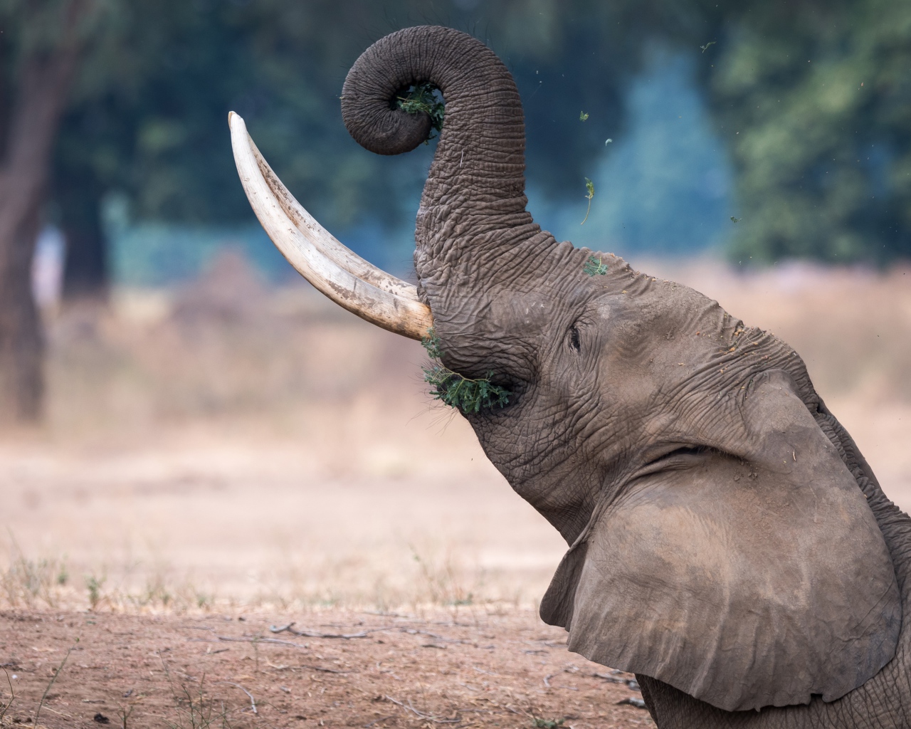 Серый слон с острыми бивнями ест траву