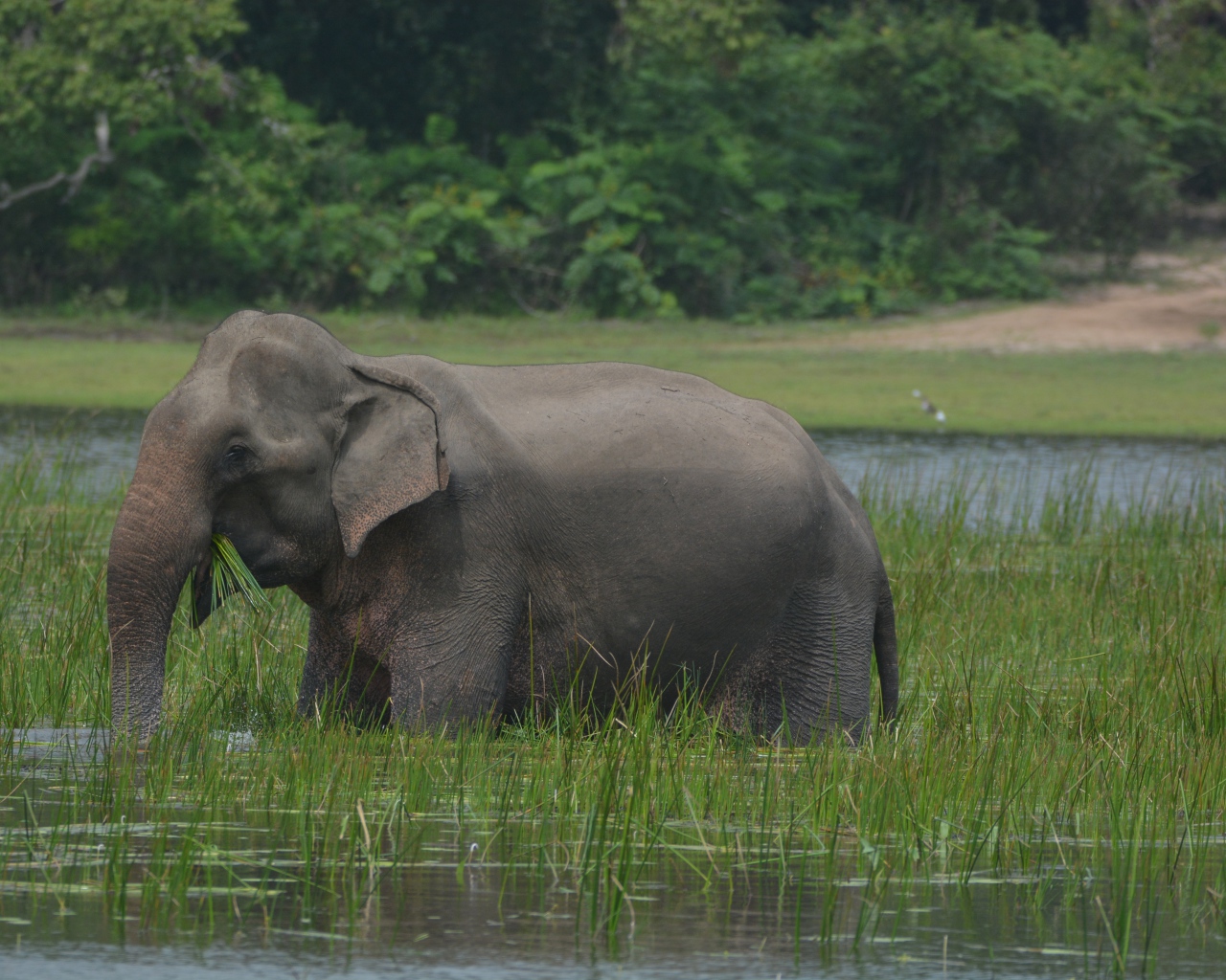 Серый слон стоит в воде с зеленой травой