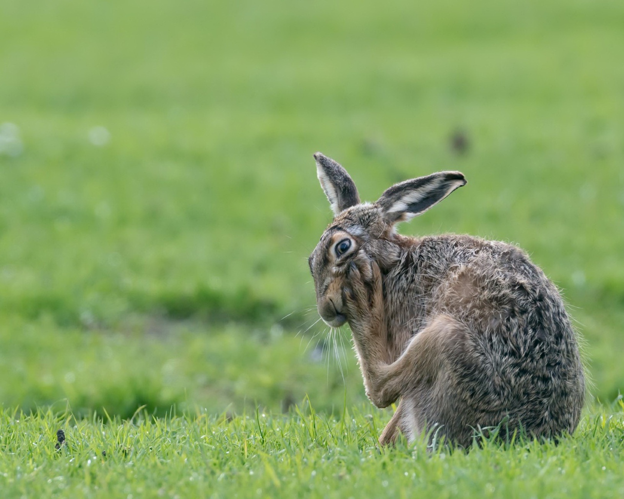 Большой серый заяц чешет лапу на зеленой траве