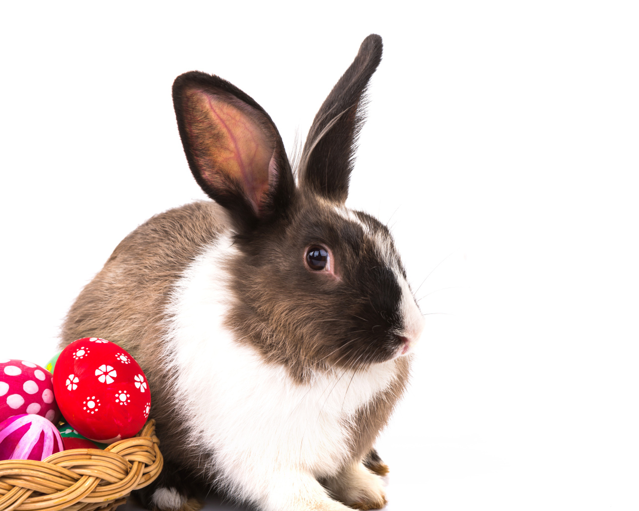 Большой кролик с крашеными яйцами на белом фоне