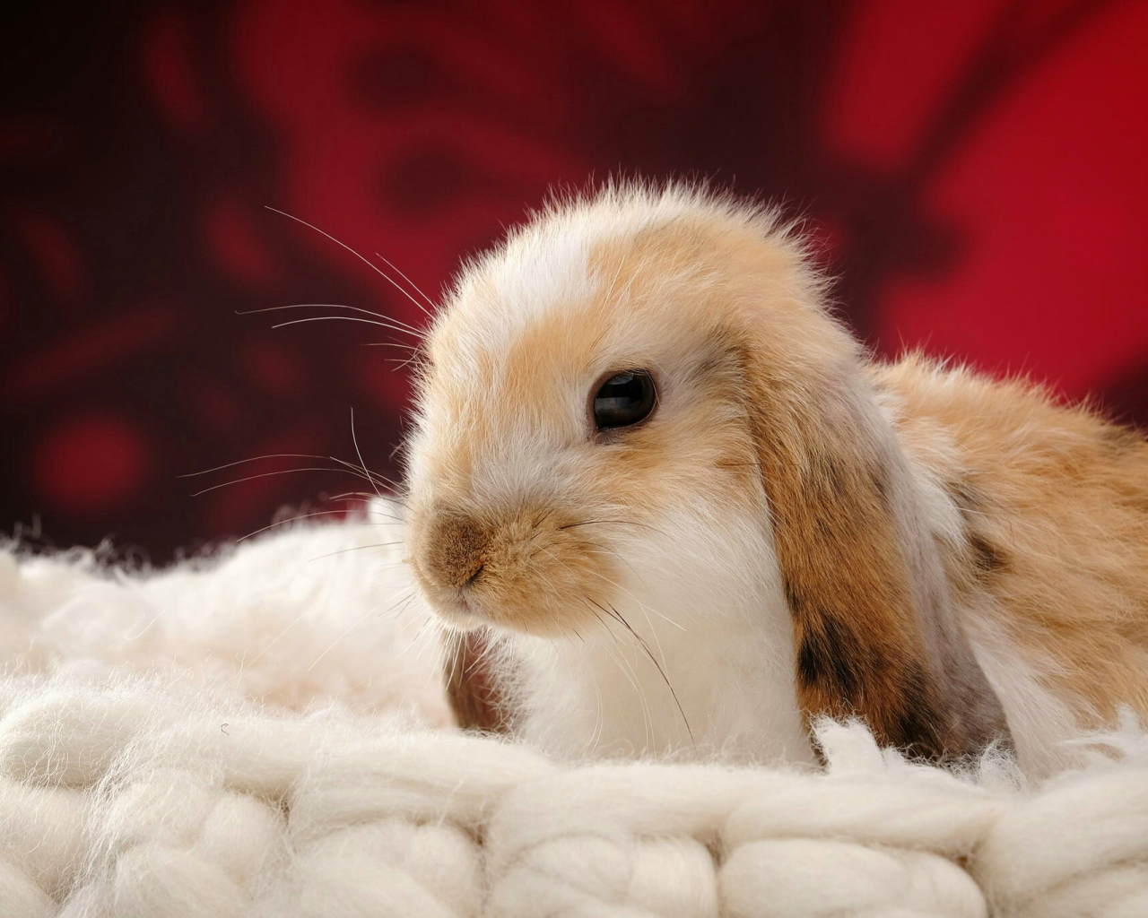 Милый декоративный кролик спит на мягкой подушке 