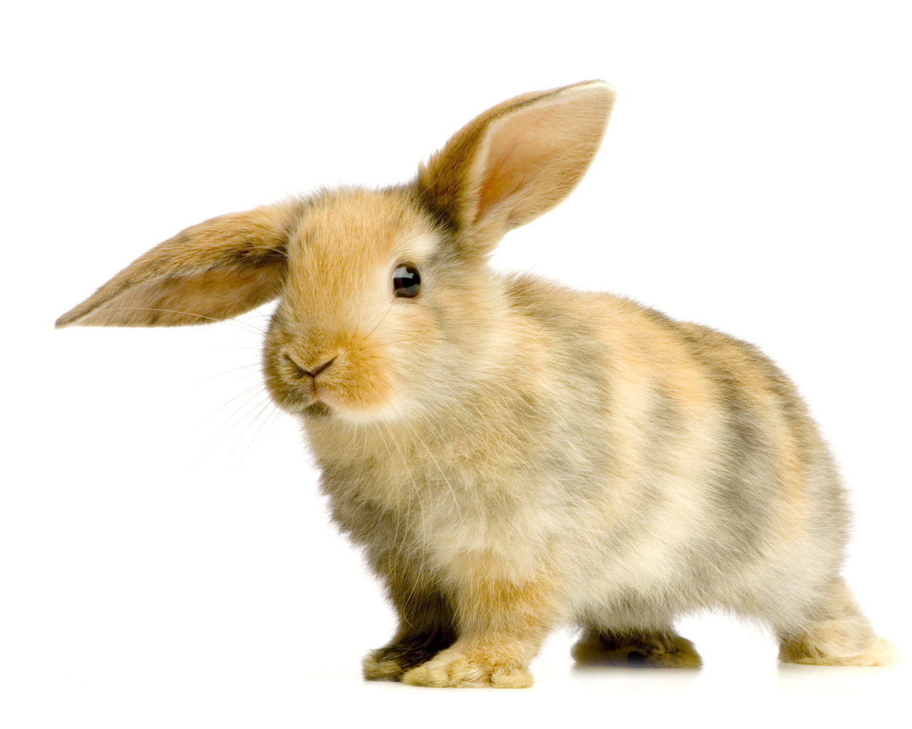 Милый декоративный кролик с опущенным ухом на белом фоне