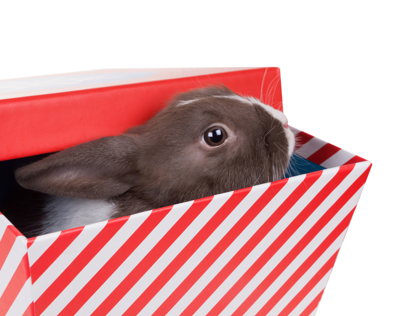 Декоративный кролик сидит в коробке на белом фоне