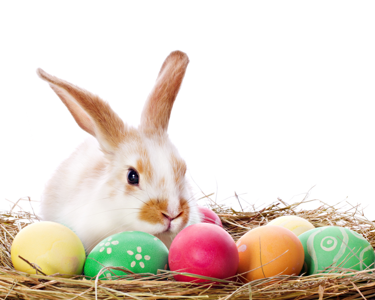 Easter bunny in a nest with painted eggs on a white background