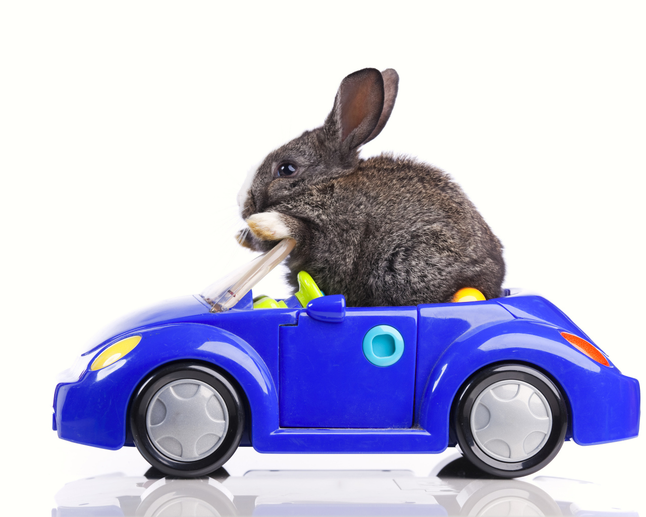 Серый декоративный кролик в игрушечной машинке на белом фоне