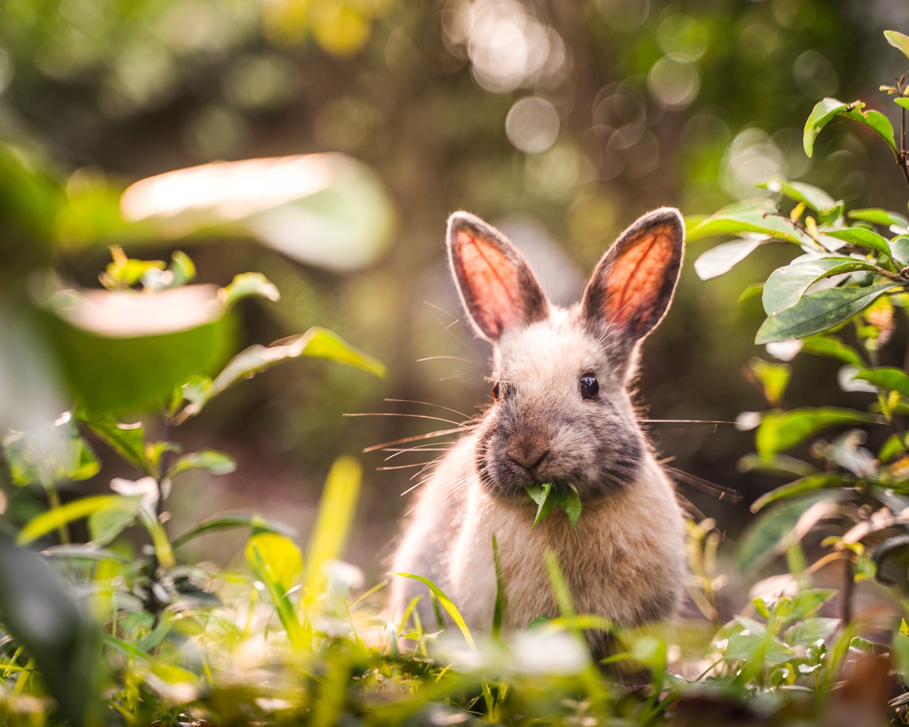 Серый кролик грызет зеленые листья 