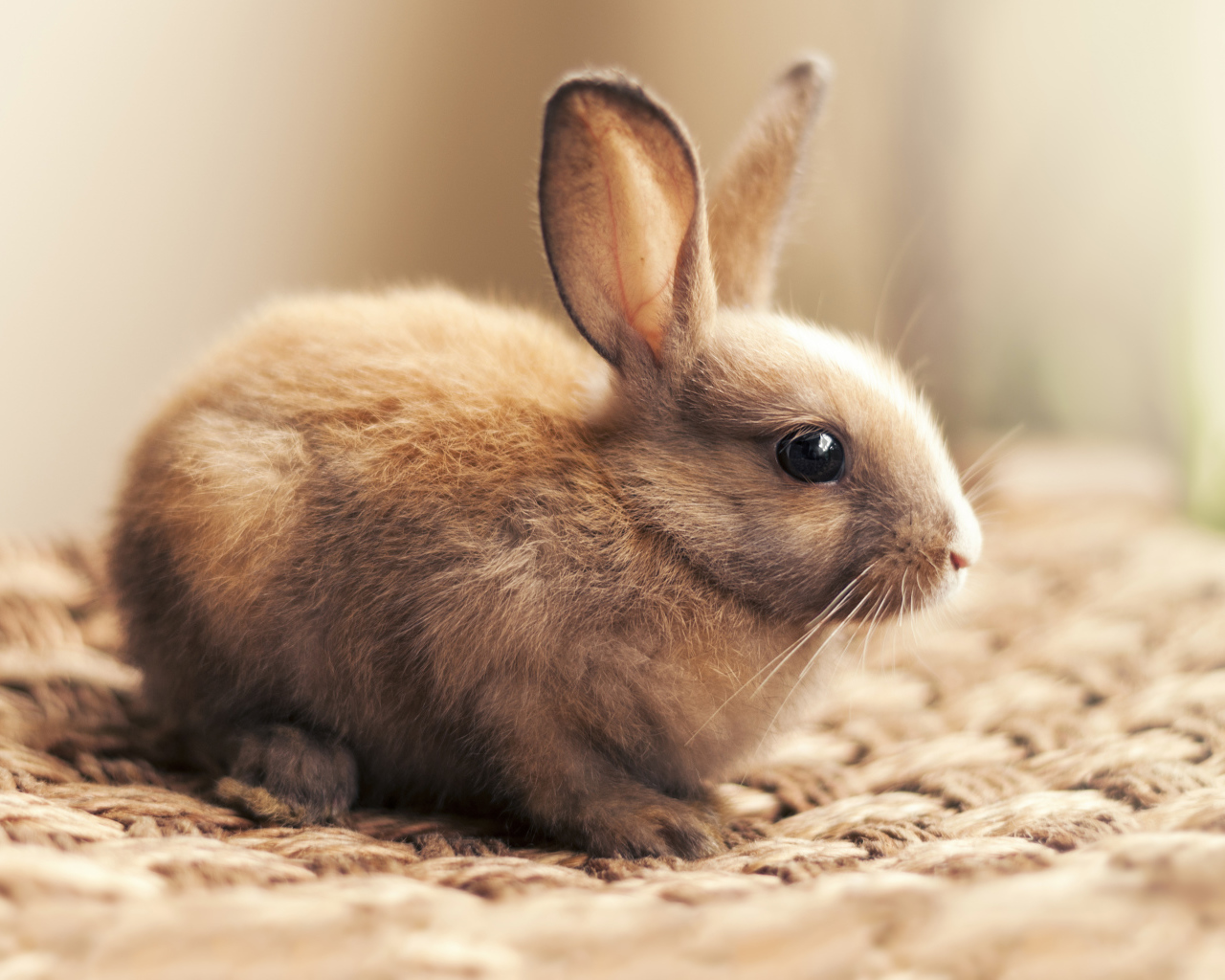 Маленький декоративный кролик крупным планом