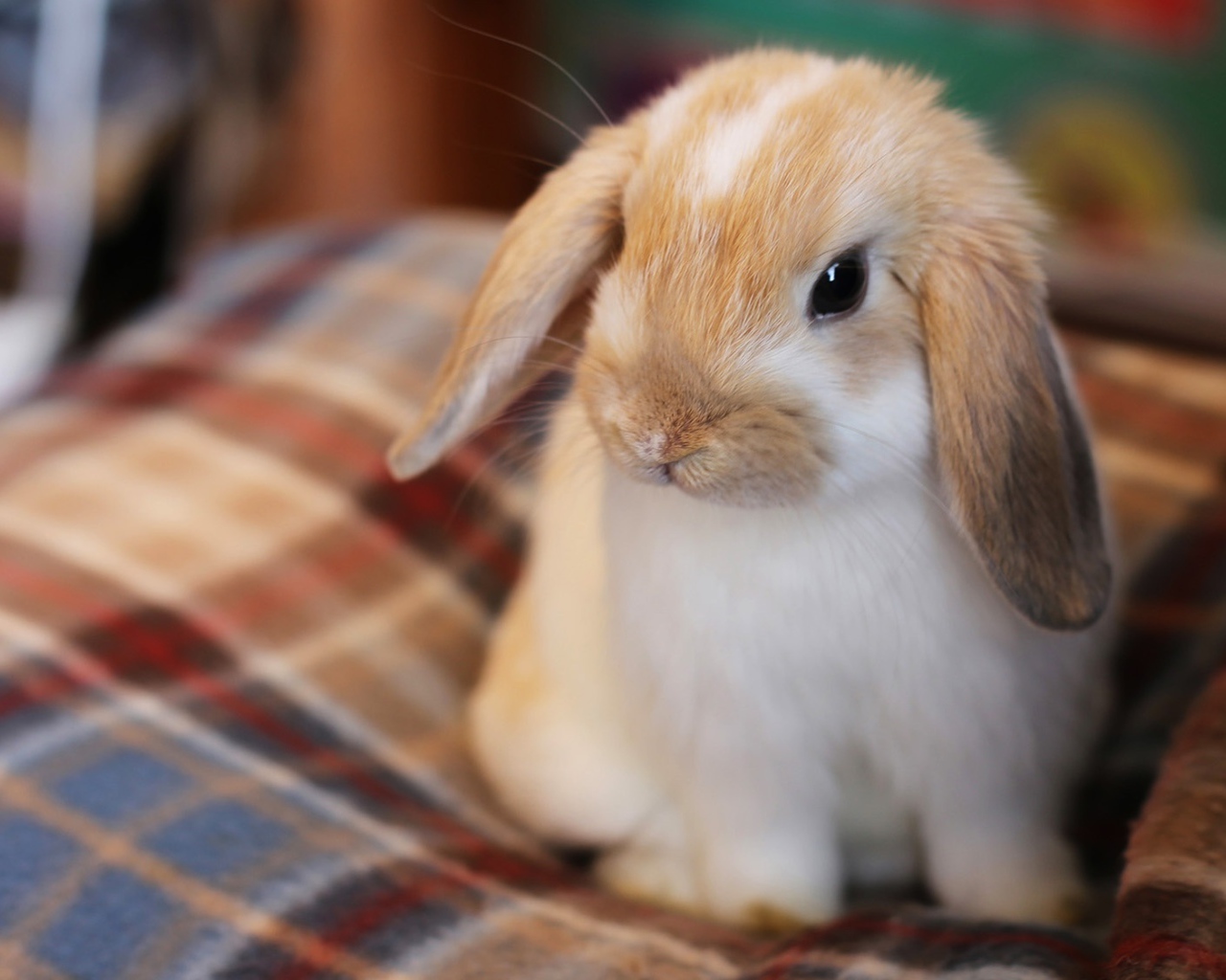 Маленький декоративный кролик сидит на кровати