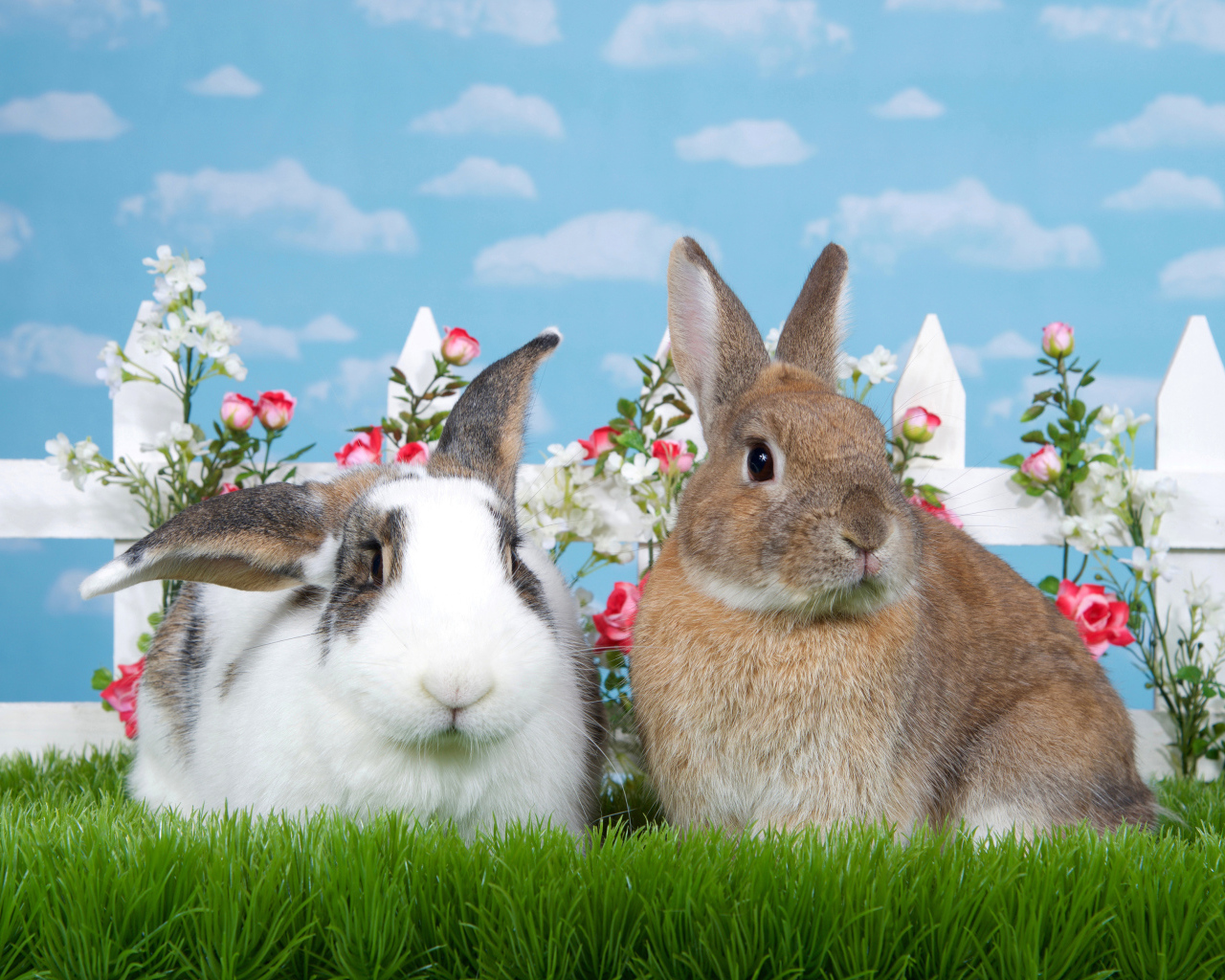 Два декоративных кролика на зеленой траве у забора 