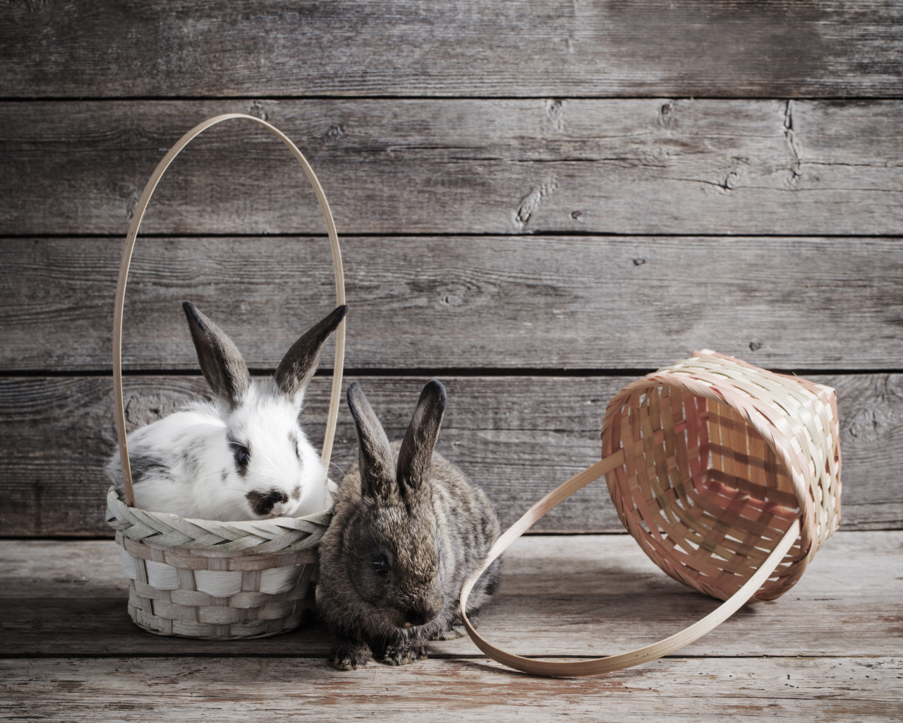 Два кролика сидят в корзинах на деревянном фоне