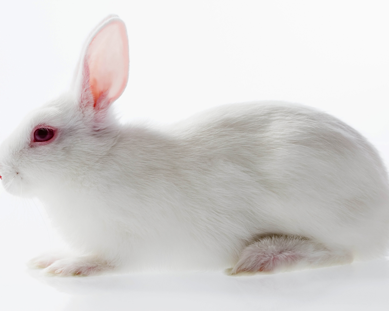 Белый кролик с красными глазами на белом фоне