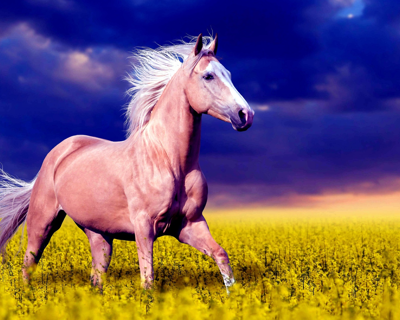 Красивая коричневая лошадь скачет по желтым цветам